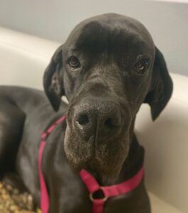 Read more about the article Muffin