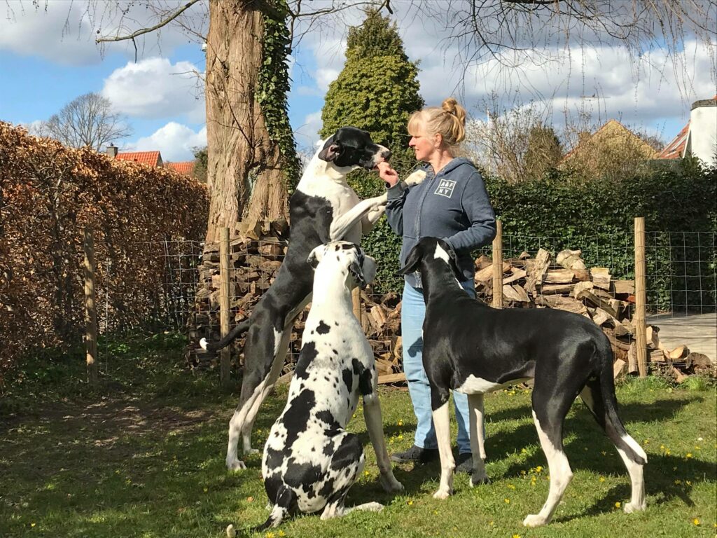 Frau mit drei Doggen