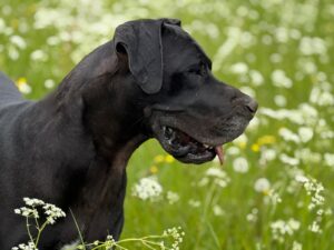 Read more about the article Beyblade