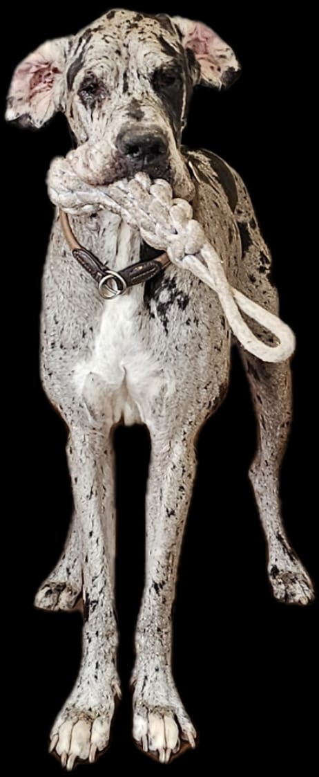 Read more about the article Bonny