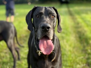 Read more about the article Caruso