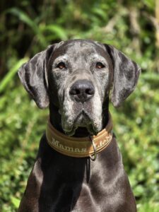 Read more about the article Elisa