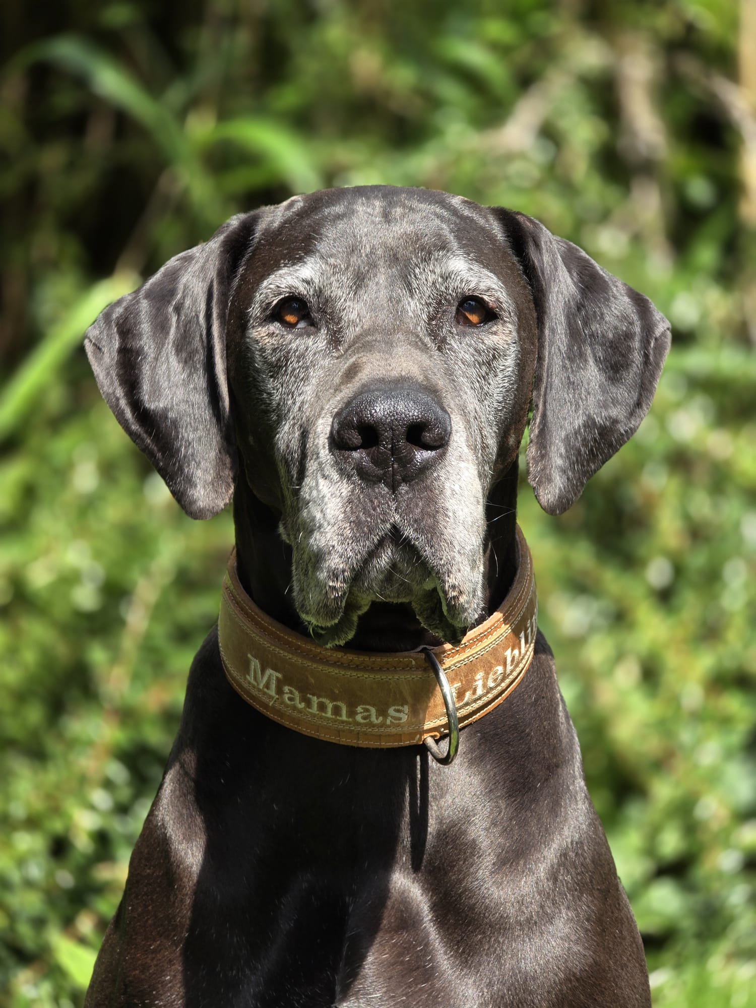 Read more about the article Elisa