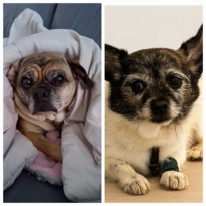 Read more about the article Emma & Blacky