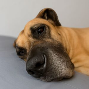 Read more about the article Hugo