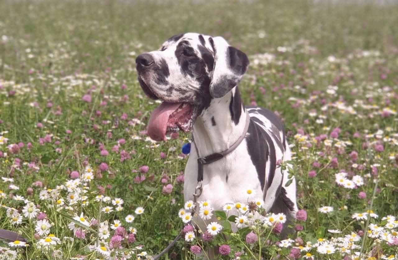 Read more about the article Jupiter