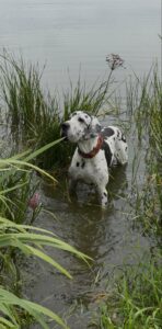 Read more about the article Loulou