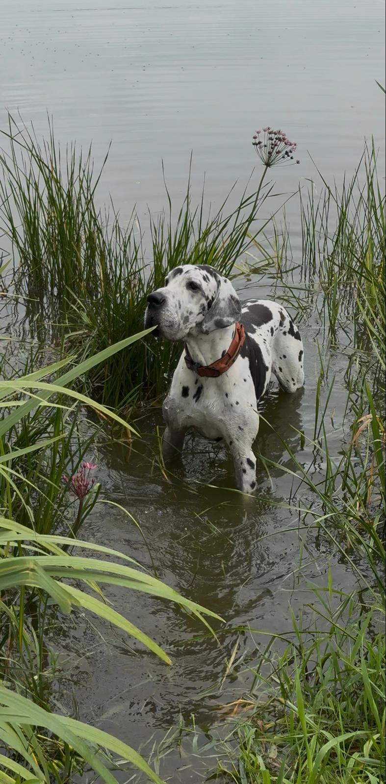 Read more about the article Loulou