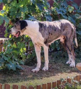 Read more about the article Mr. Rudi Bolle – kommt bald in die Vermittlung!