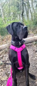 Read more about the article Tinkerbell